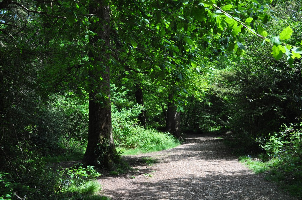 queens inclosure woods